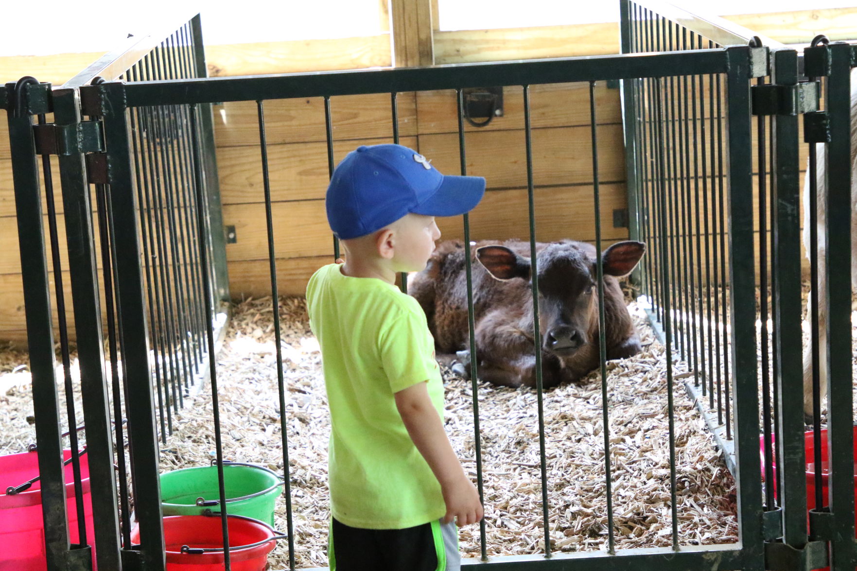 Animal Barns (2).JPG